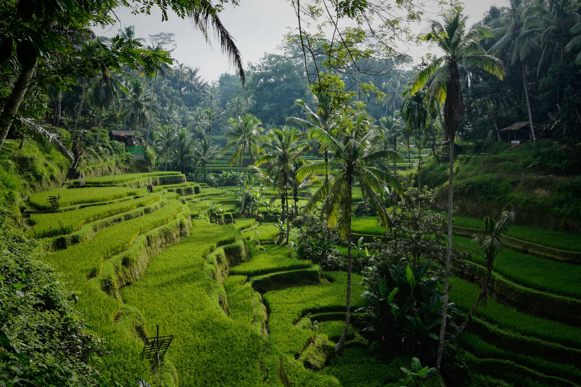 Terraced green rice paddies and palm trees in Ubud, Bali